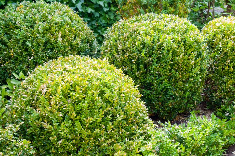 Shrubs with Clean Edges