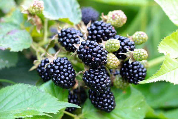 Blackberry Bush Removal in Bloomington