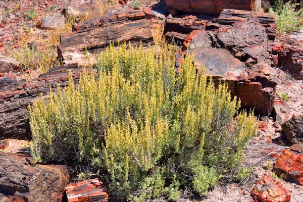 Sagebrush Removal in Bloomington