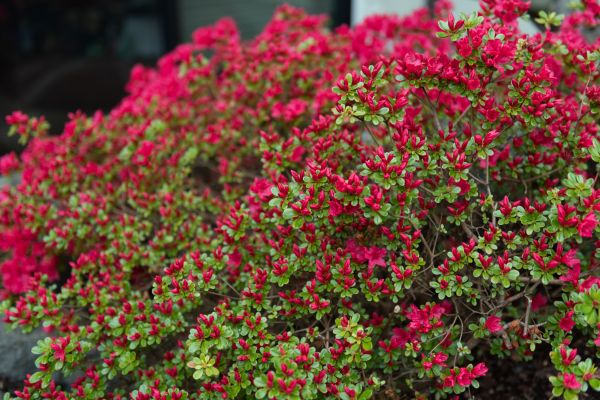 Weigela Removal Service in Bloomington